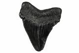 Serrated, Juvenile Megalodon Tooth - South Carolina #340753-1